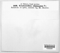 Pseudocraterellus undulatus image